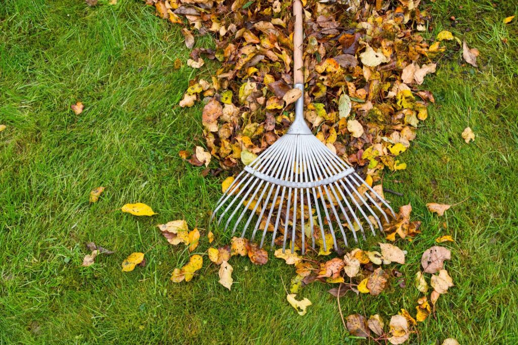 Leaf Cleanup