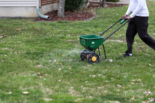 Over-seeding lawn with lawn spreader for a fuller lawn.