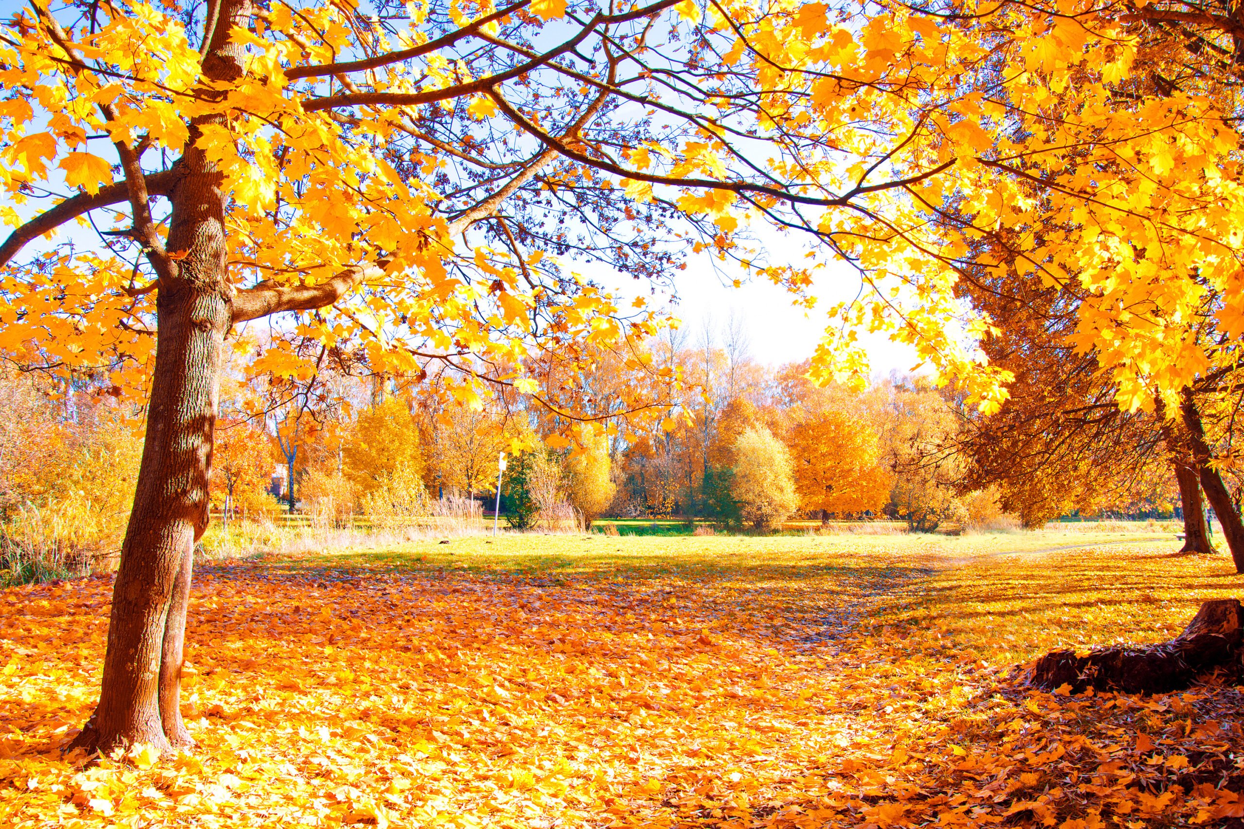 spring/fall cleanup leaf removal