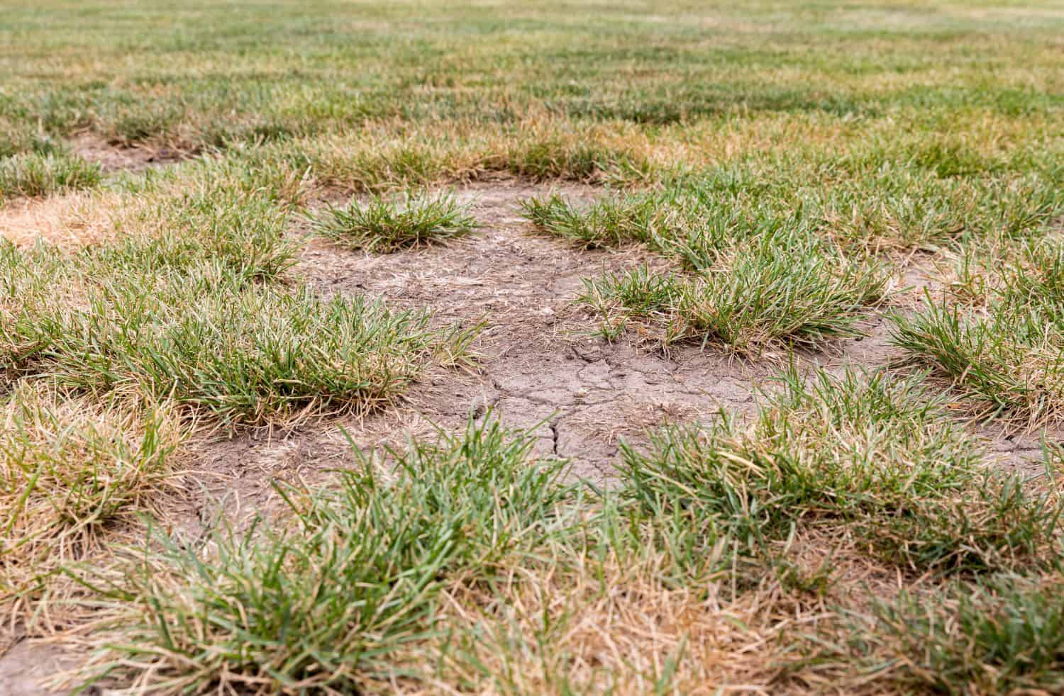 bare patches in grass