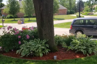 Macomb County lawn care and landscaping services showcasing garden maintenance around a tree.
