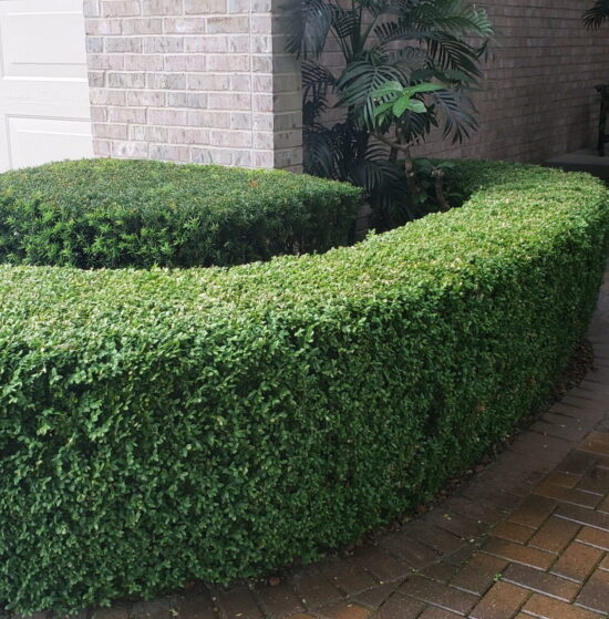 Hedge Trimming