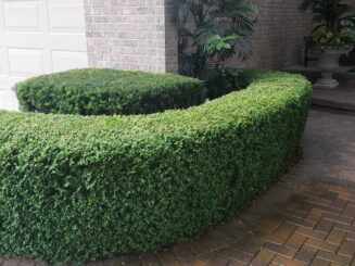 Lush green manicured hedge plants lining a brick front porch area.