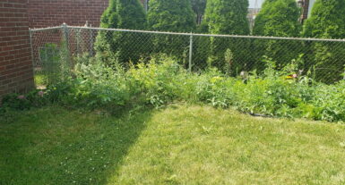 Overgrown backyard lawn needing Macomb County lawn care and landscaping services for maintenance and spring cleanup.