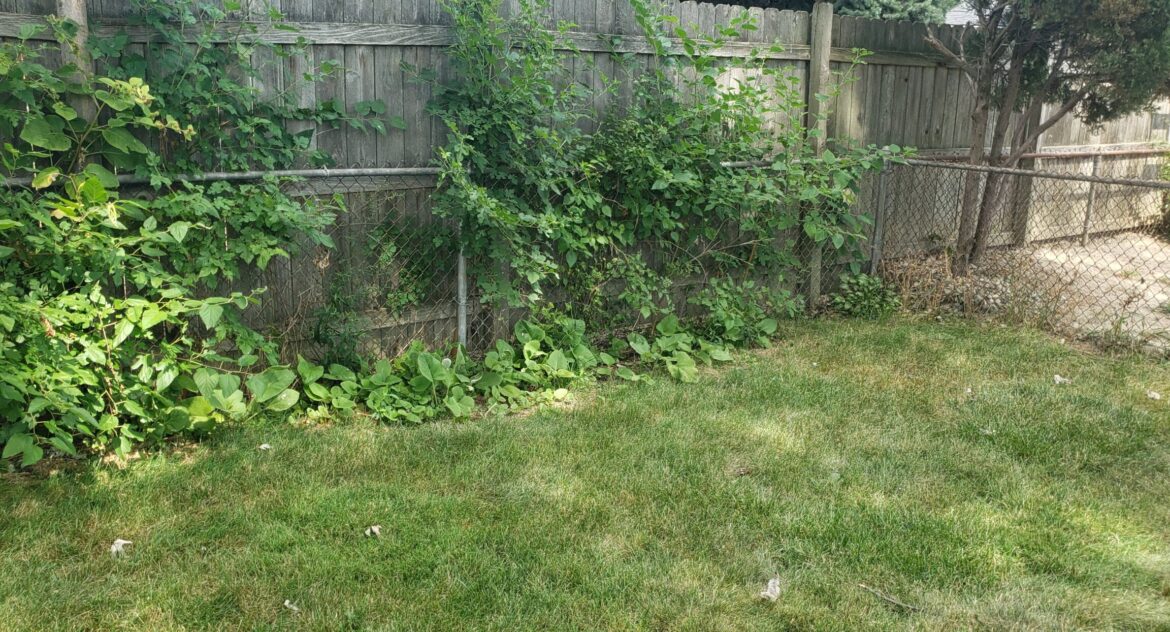 Overgrown Fence Line