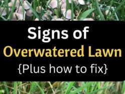Overwatered lawn symptoms, grass damage, and tips for fixing overwatering issues.