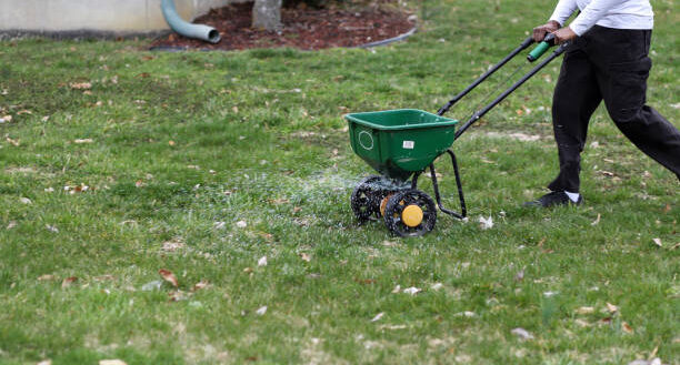 Over-seeding lawn with lawn spreader for a fuller lawn.