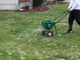 Over-seeding lawn with lawn spreader for a fuller lawn.