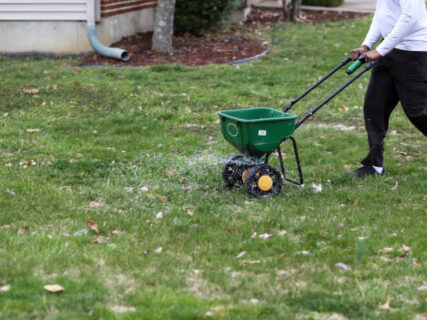 Over-seeding lawn with lawn spreader for a fuller lawn.