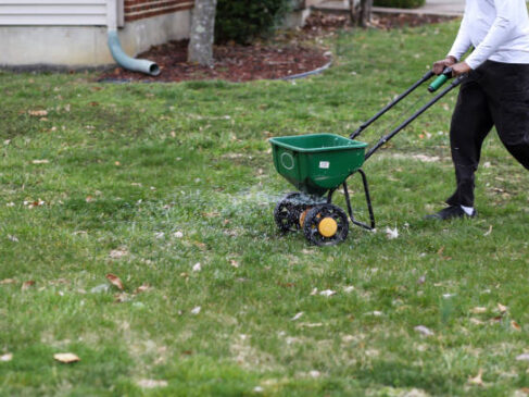 Over-seeding lawn with lawn spreader for a fuller lawn.