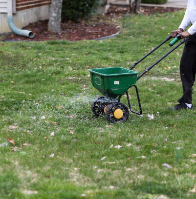 Over-seeding lawn with lawn spreader for a fuller lawn.
