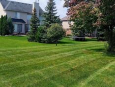 banner-home-back-yard-with-mowing-lines Lush green well-maintained lawn with mature trees and house in background, showcasing professional landscaping services.
