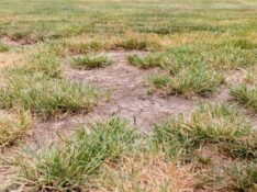 Sparse grass and soil patches in a backyard lawn with drought damage.