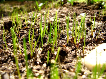 New lawn seeding