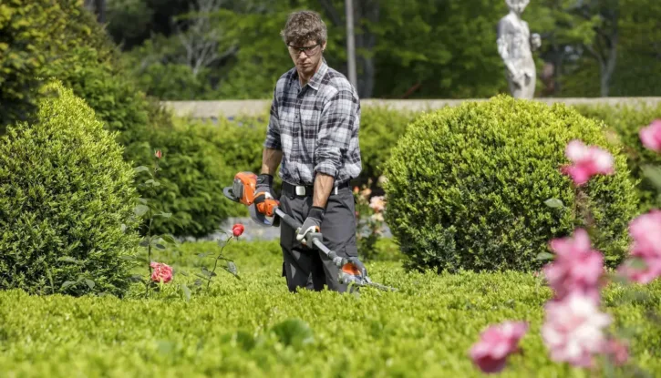 Professional landscaper using hedge trimmer to shape green bushes surrounded by blooming flowers
