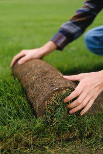 Worker Installing sod roll