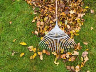 Leaf Cleanup