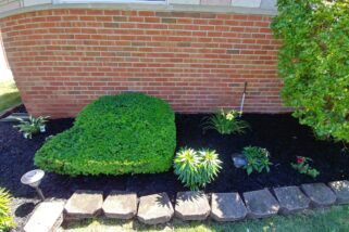mulch installation & shrub trimming
