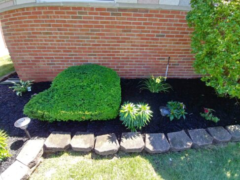 mulch installation & shrub trimming