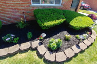 mulch install & shrub trimming