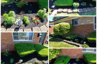 shrub trimming & mulch